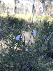 Westringia eremicola