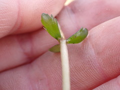 Myriophyllum triphyllum