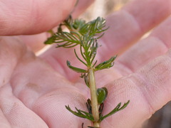 Myriophyllum triphyllum