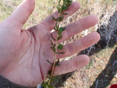 Myriophyllum triphyllum