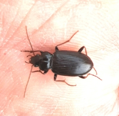 Nebria