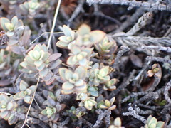 Veronica pimeleoides
