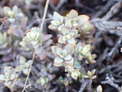 Veronica pimeleoides