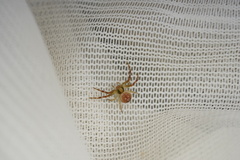 Australomisidia rosea