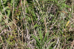 Zehneria cunninghamii