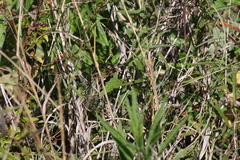 Zehneria cunninghamii