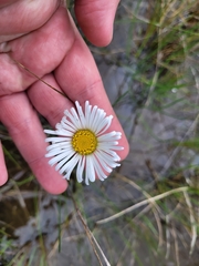 Allittia cardiocarpa