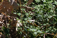 Chenopodium trigonon stellulatum