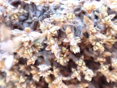 Pimelea sericeovillosa pulvinaris