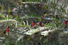 Bossiaea rupicola