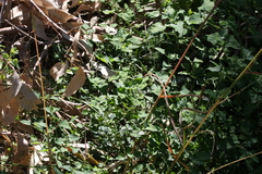 Chenopodium trigonon stellulatum