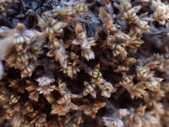 Pimelea sericeovillosa pulvinaris