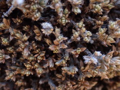 Pimelea sericeovillosa pulvinaris