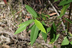 Pomaderris argyrophylla