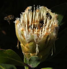 Protea mundii