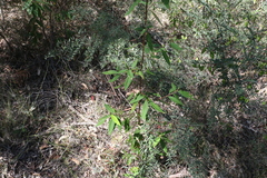 Pomaderris argyrophylla