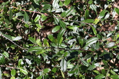 Dodonaea triangularis