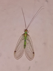 Leucochrysa explorata