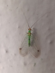 Leucochrysa explorata