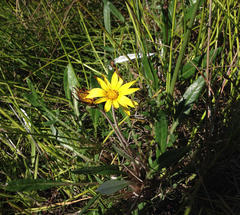 Arctotheca forbesiana