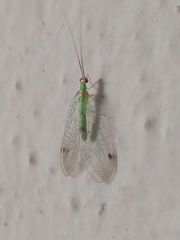 Leucochrysa explorata