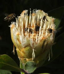 Protea mundii