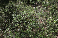 Dodonaea triangularis