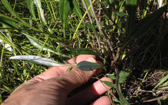 Arctotheca forbesiana