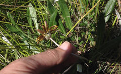 Arctotheca forbesiana