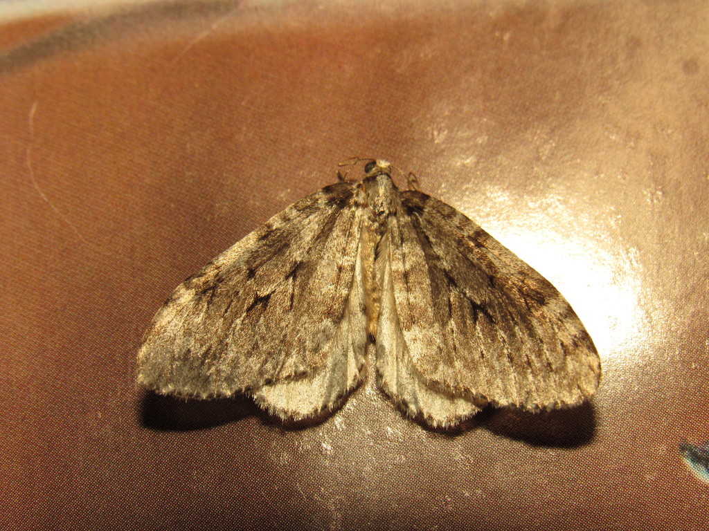 Epirrita undulata