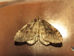 Epirrita undulata