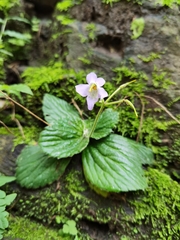 Dorcoceras hygrometricum