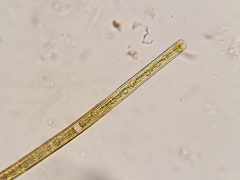 Closterium directum