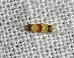 Erythroneura integra