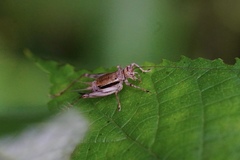 Svistella bifasciata