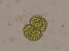 Cosmarium brebissonii