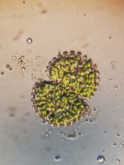 Cosmarium brebissonii