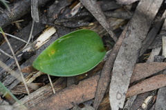 Eriochilus cucullatus