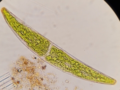 Closterium costatum