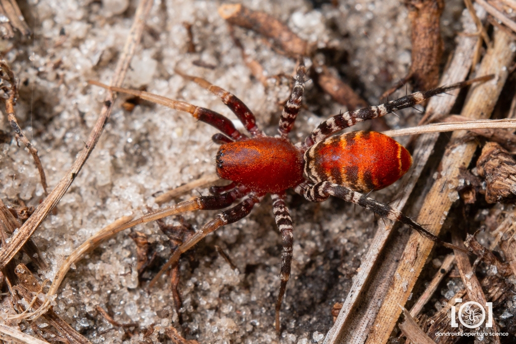 Orange Ant-mimic Sac Spider