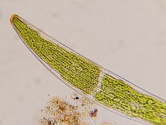 Closterium costatum