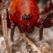 Ant-mimic Sac Spiders - Photo (c) Daniel Roueche, some rights reserved (CC BY-NC), uploaded by Daniel Roueche