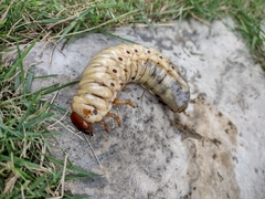 Dynastinae