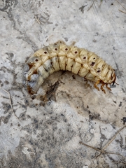 Dynastinae