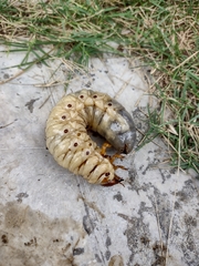 Dynastinae