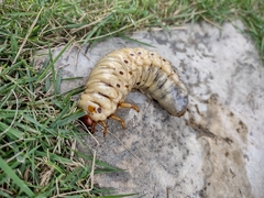 Dynastinae