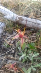 Caladenia caudata