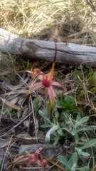 Caladenia caudata