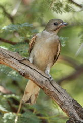 Lesser Honeyguide photo 1