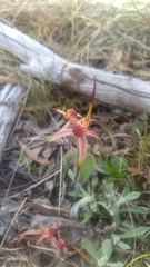Caladenia caudata